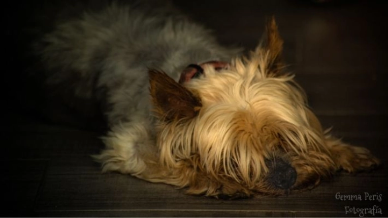 Pets, Lifestyle